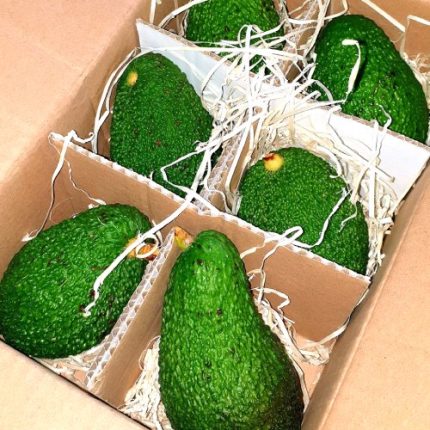 Avocado Italiano Biologico – varietà Jimenez 6 Pezzi