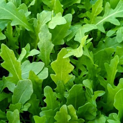 Rucola 1Kg