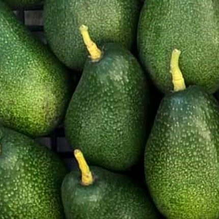 Avocado Italiano Biologico – varietà Bacon 6 Pezzi