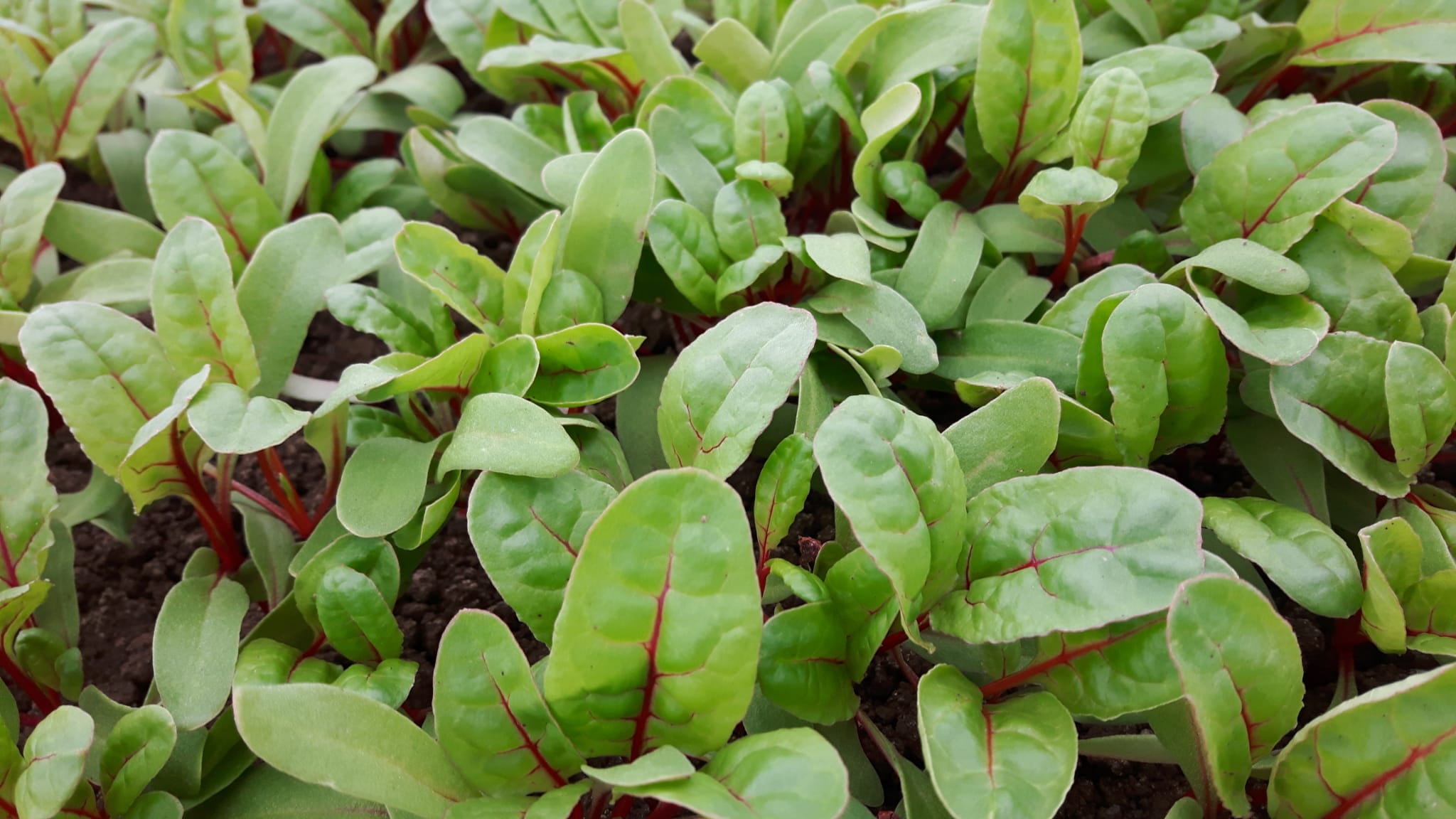 red chard